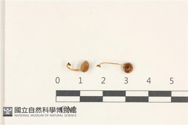 登錄號:F0038227藏品圖，第1張