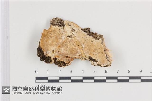 登錄號:F0036227藏品圖，第1張