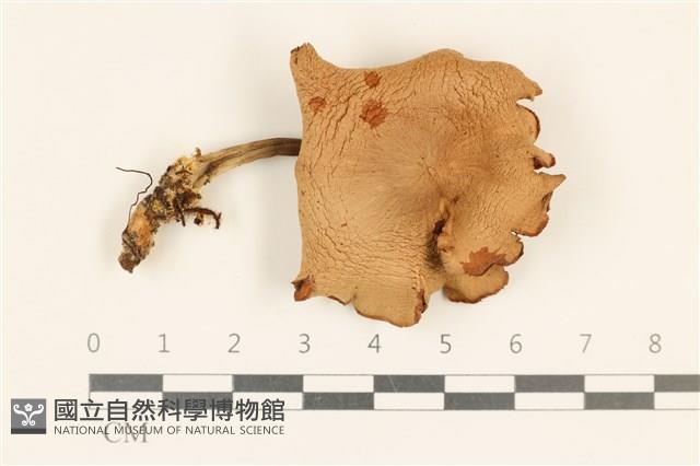 登錄號:F0037227藏品圖，第1張