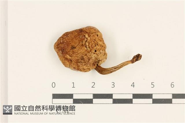 登錄號:F0036827藏品圖，第1張
