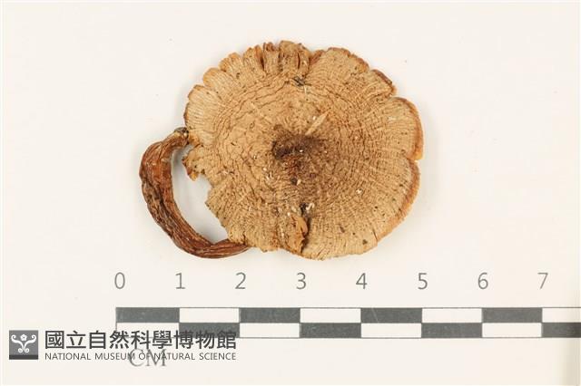登錄號:F0037827藏品圖，第1張
