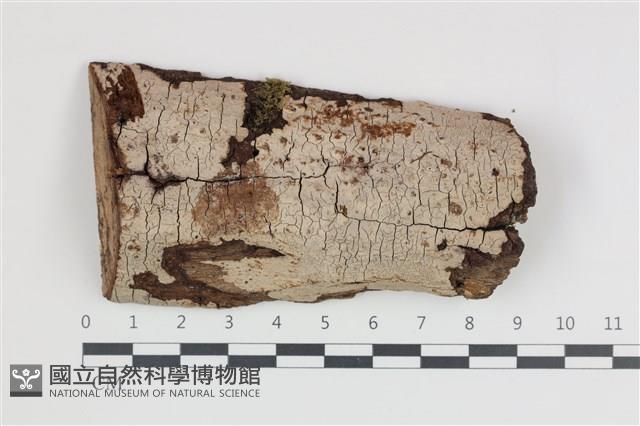 登錄號:F0035827藏品圖，第1張