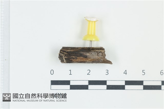 登錄號:F0038927藏品圖，第1張