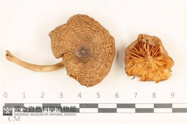 登錄號:F0036927藏品圖，第1張
