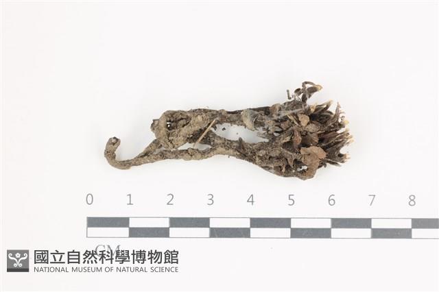 炭角菌屬藏品圖，第1張