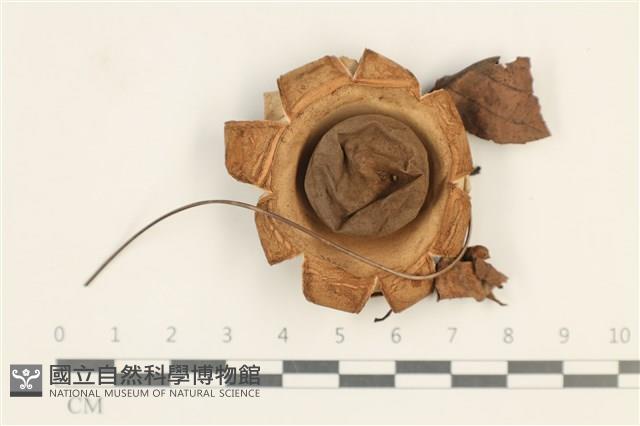 登錄號:F0037627藏品圖，第1張