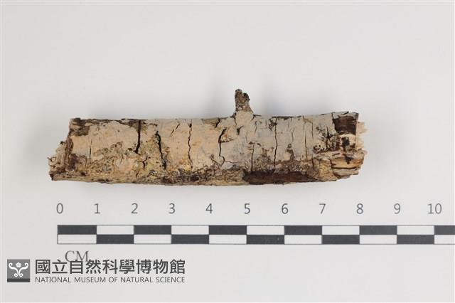 登錄號:F0035627藏品圖，第1張