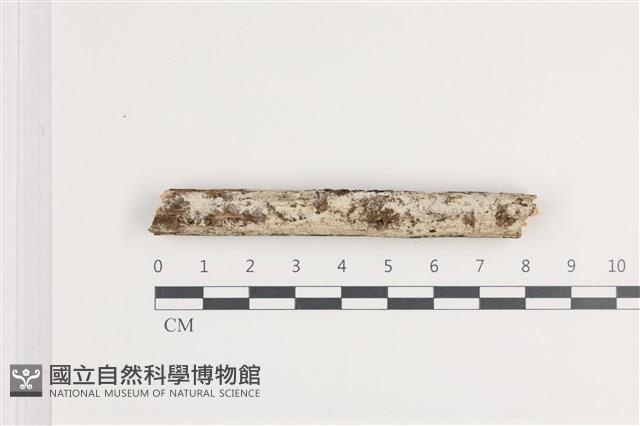 登錄號:F0036427藏品圖，第1張