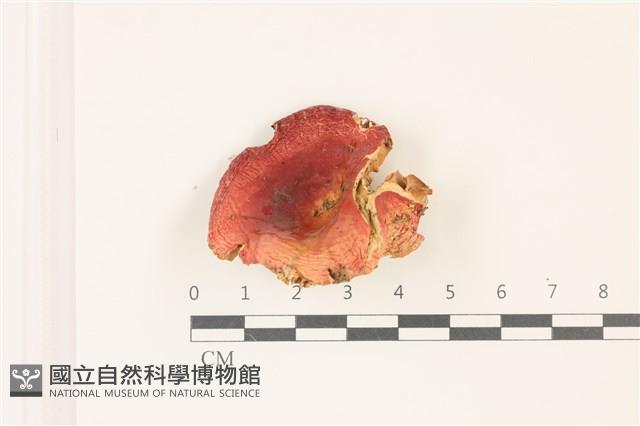 登錄號:F0037427藏品圖，第1張