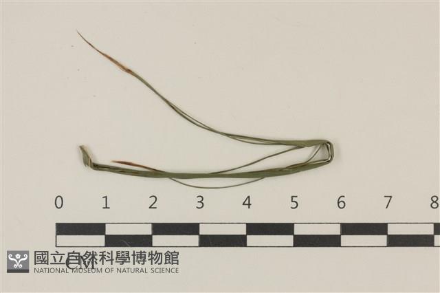 登錄號:F0036727藏品圖，第1張