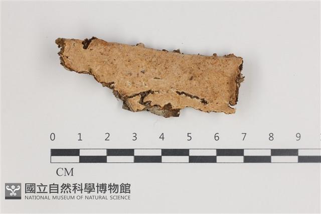 登錄號:F0035727藏品圖，第1張
