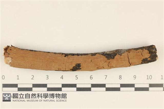 刺革菌屬藏品圖，第1張