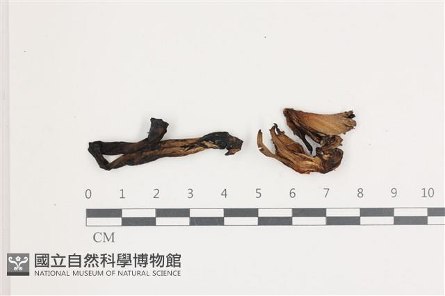 登錄號:F0036527藏品圖，第1張