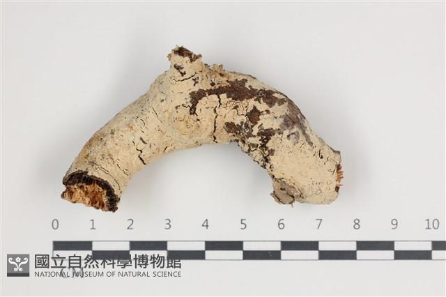 登錄號:F0035527藏品圖，第1張