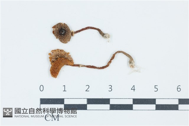 暗鱗環柄菇藏品圖，第1張