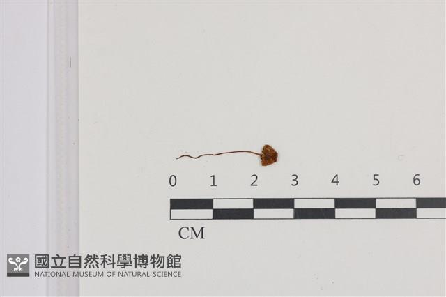 登錄號:F0036127藏品圖，第1張