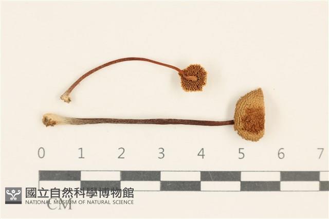 登錄號:F0037127藏品圖，第1張