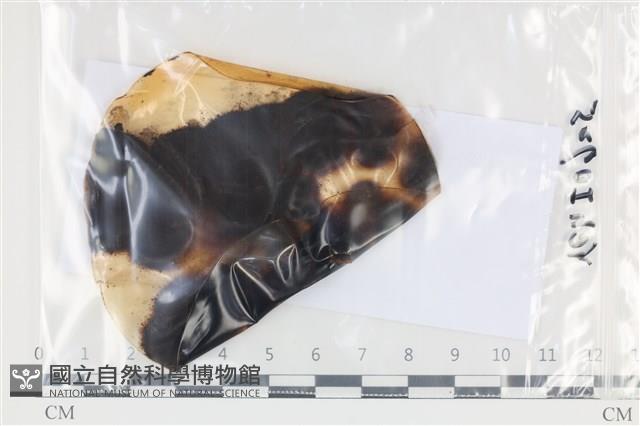 登錄號:F0035127藏品圖，第1張