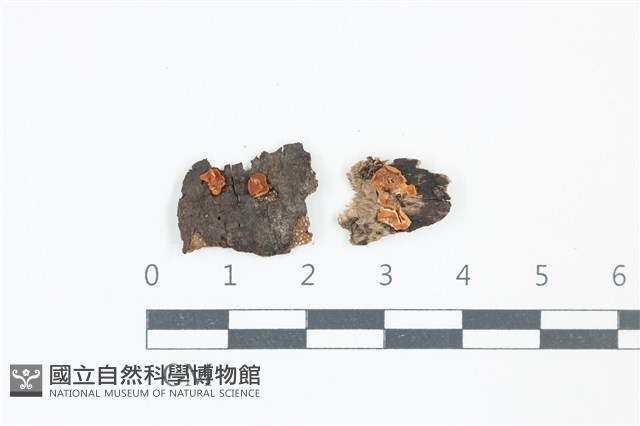 登錄號:F0039127藏品圖，第1張
