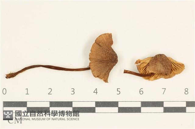 登錄號:F0038027藏品圖，第1張
