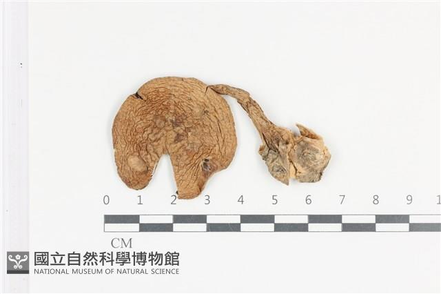 登錄號:F0036027藏品圖，第1張