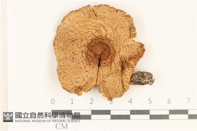 登錄號:F0037027藏品圖，第1張