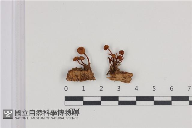 登錄號:F0036327藏品圖，第1張