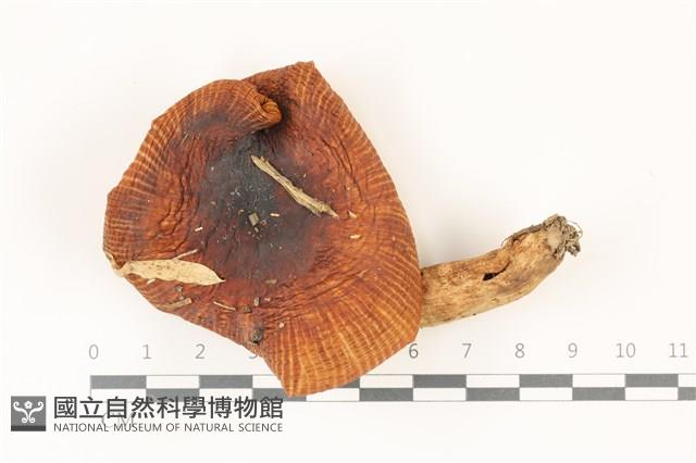 登錄號:F0037327藏品圖，第1張