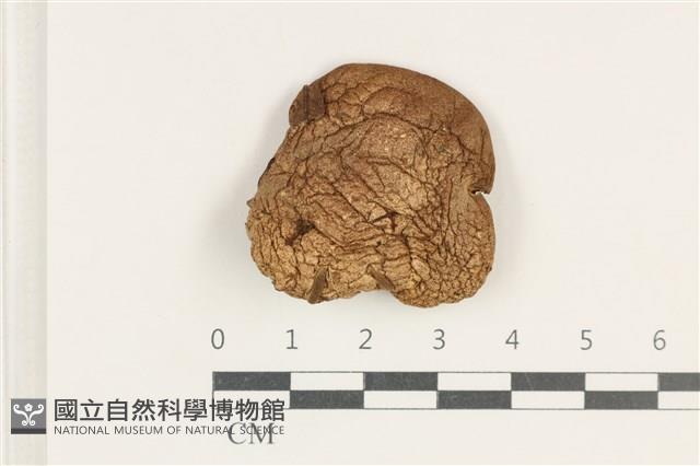 登錄號:F0038207藏品圖，第1張