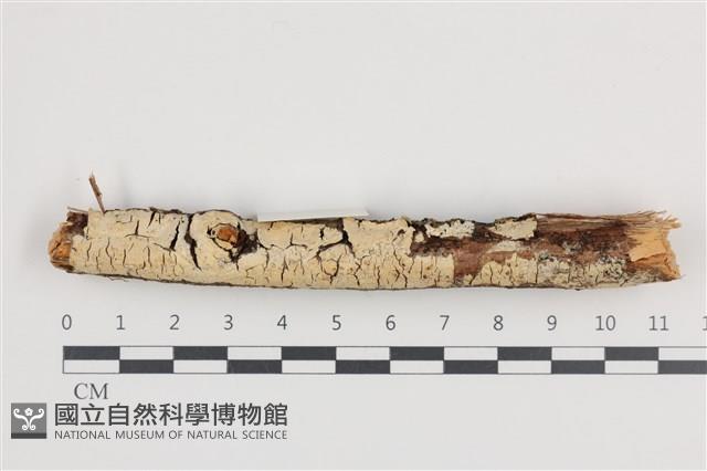 登錄號:F0036207藏品圖，第1張