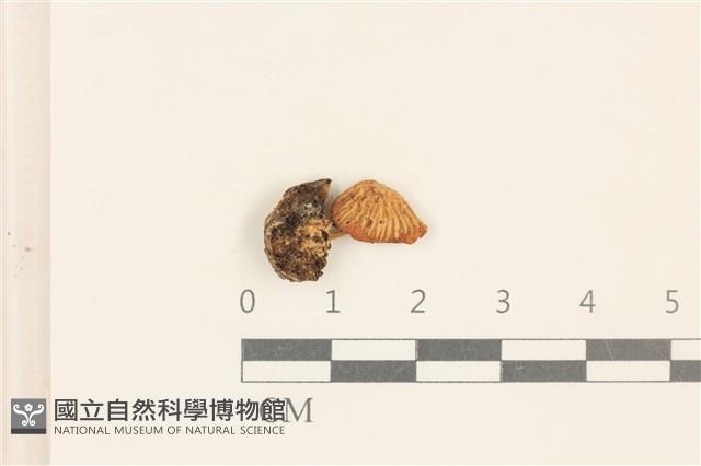 登錄號:F0037207藏品圖，第1張