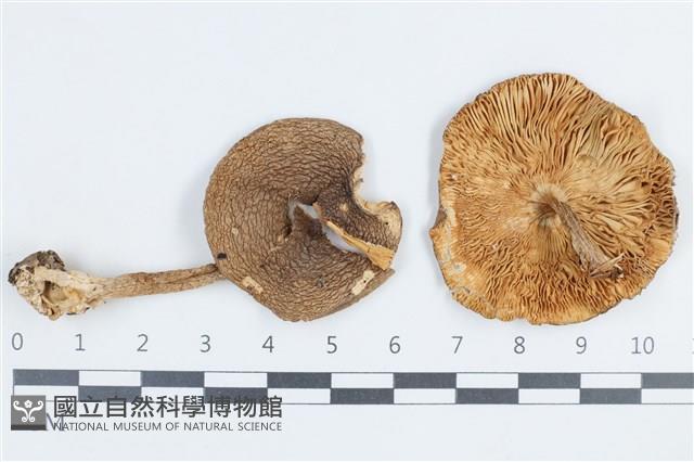 登錄號:F0038807藏品圖，第1張