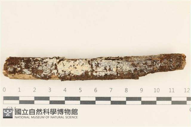 登錄號:F0036807藏品圖，第1張