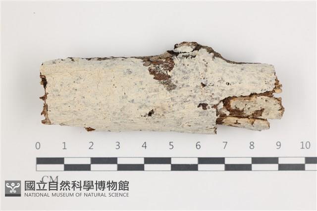 齒耳菌屬藏品圖，第1張