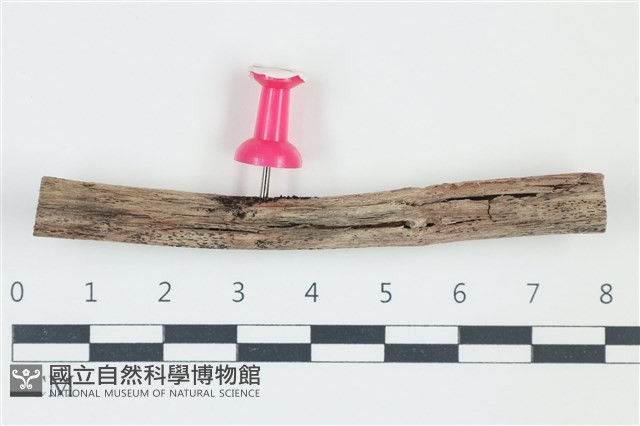 登錄號:F0038907藏品圖，第1張