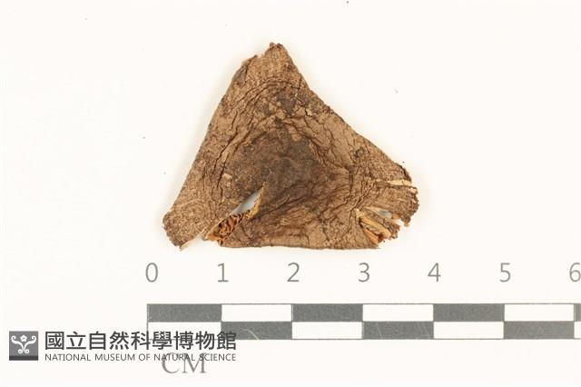 登錄號:F0036907藏品圖，第1張