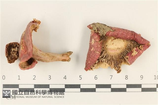 紅菇屬藏品圖，第1張