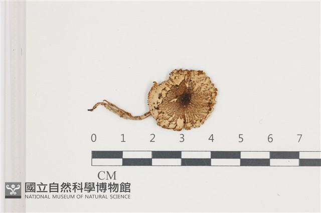 登錄號:F0036607藏品圖，第1張