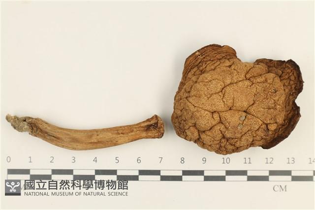 登錄號:F0037607藏品圖，第1張