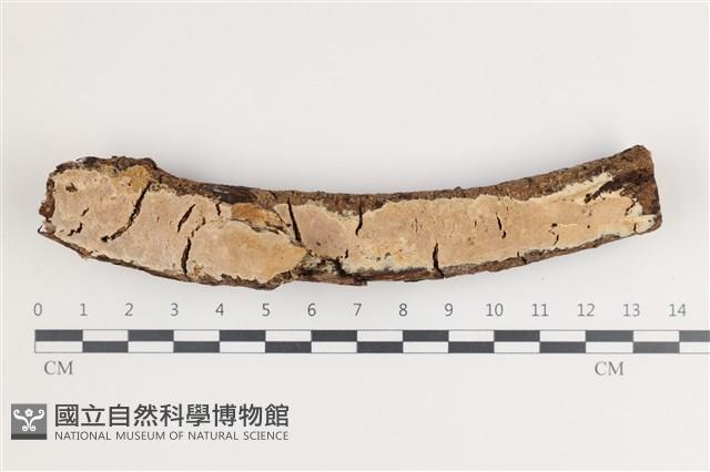 登錄號:F0035607藏品圖，第1張