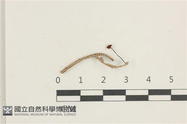 小皮傘屬藏品圖，第1張