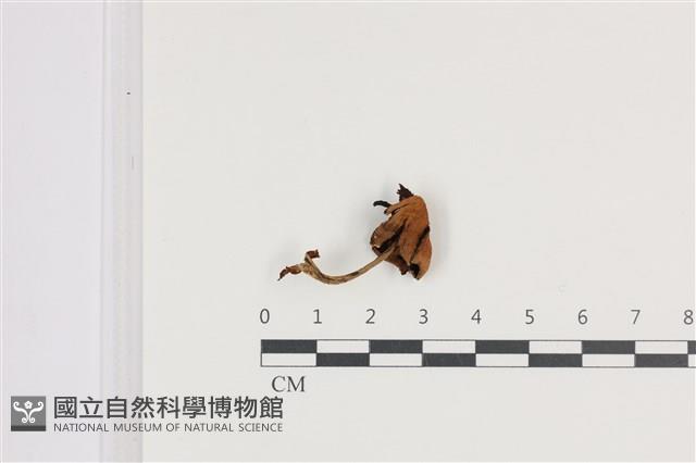 鬼傘屬藏品圖，第1張