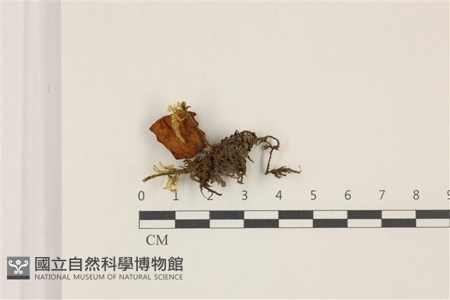 登錄號:F0037407藏品圖，第1張