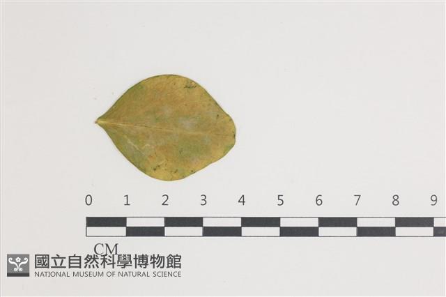 登錄號:F0035407藏品圖，第1張