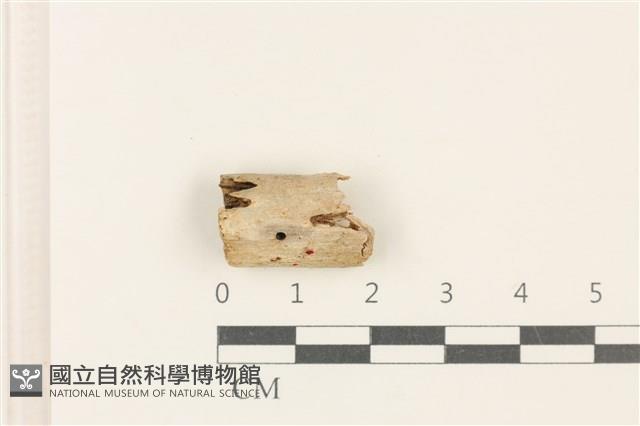 登錄號:F0037707藏品圖，第1張