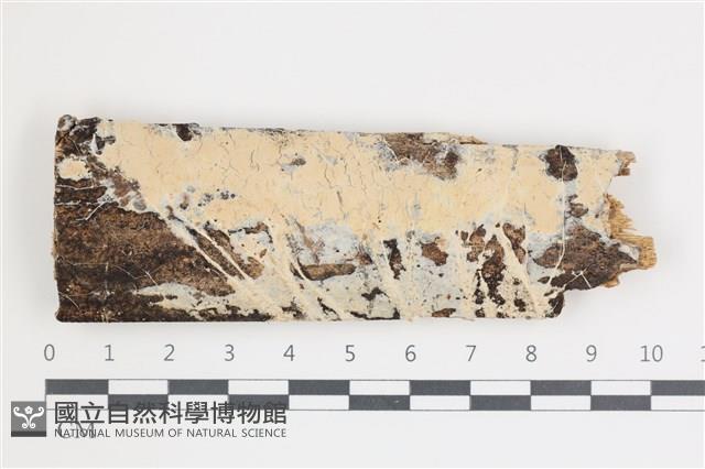 登錄號:F0035707藏品圖，第1張