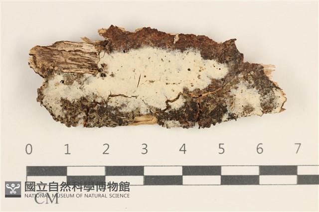 登錄號:F0038507藏品圖，第1張