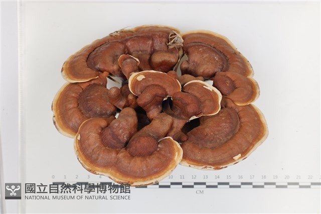 登錄號:F0036507藏品圖，第1張