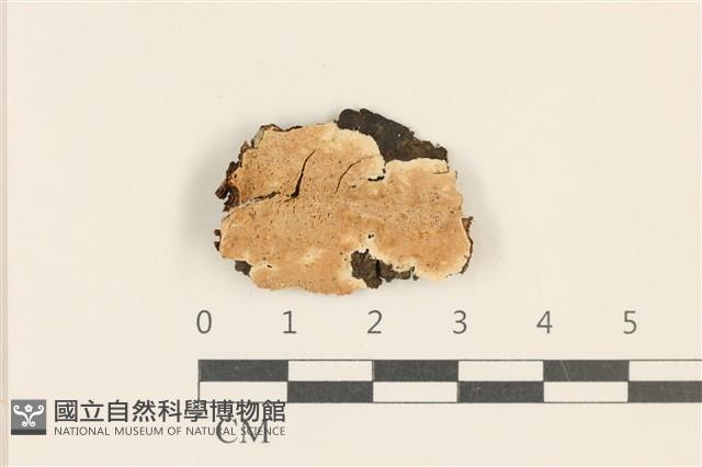 登錄號:F0017507藏品圖，第1張