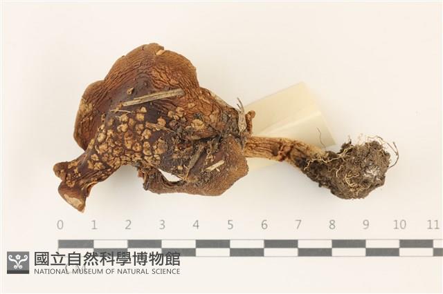 登錄號:F0037507藏品圖，第1張